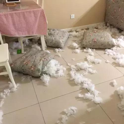 英牛适合在室内养吗,英牛到底好不好养