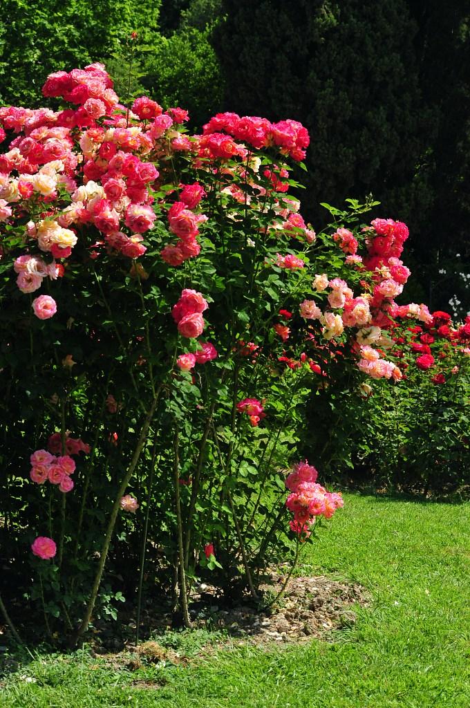 玫瑰精油为什么那么贵,一千克纯玫瑰精油价格