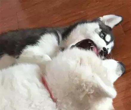 萨摩和哈士奇怎么相处,哈士奇打架萨摩