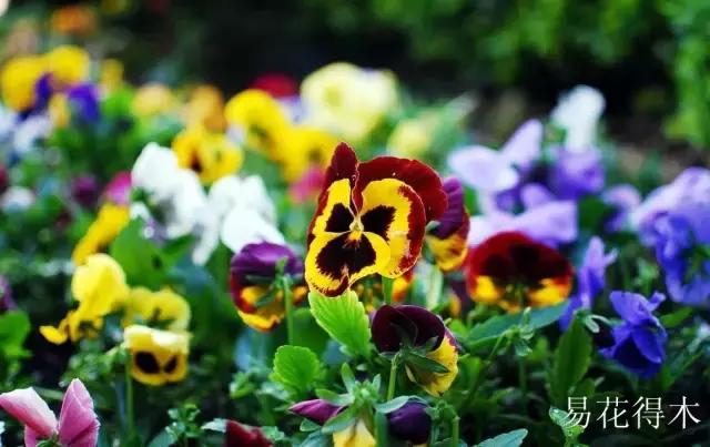 三色木槿的养殖方法和注意事项,木槿和三角梅哪个好养活