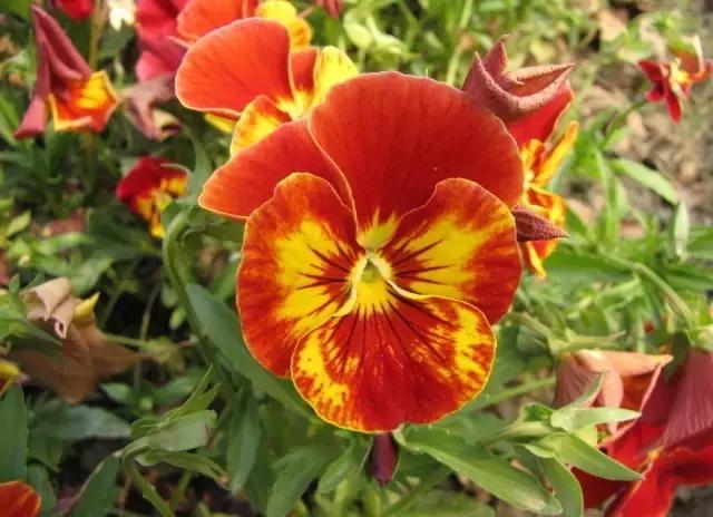 三色木槿的养殖方法和注意事项,木槿和三角梅哪个好养活