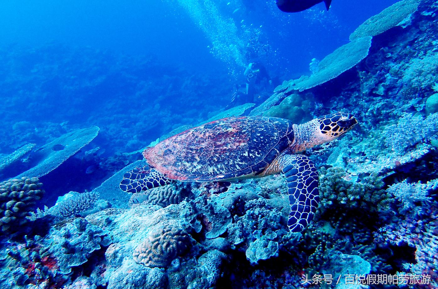 玳瑁：深蓝之下的独行者