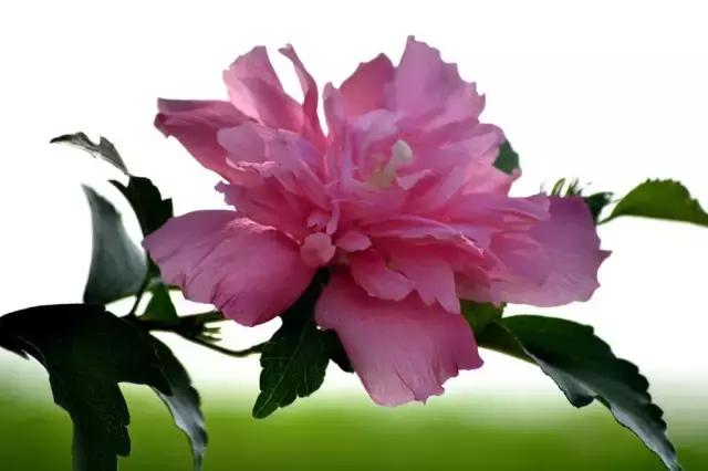 三色木槿的养殖方法和注意事项,木槿和三角梅哪个好养活