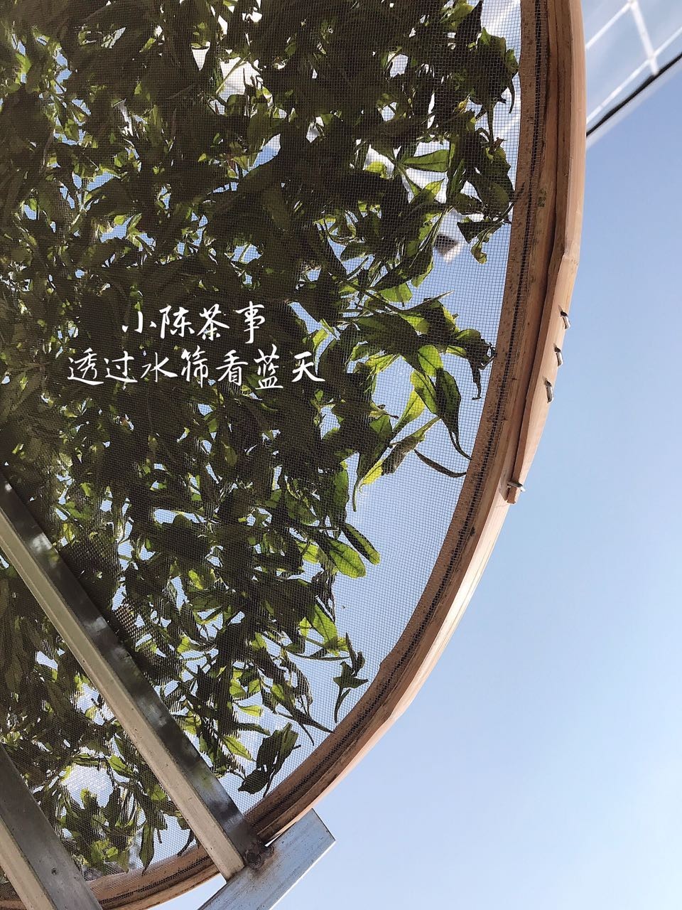 新人买白茶从3个方面入手可避坑,新手入门怎么买白茶杯好