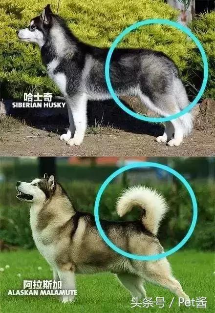 阿拉斯加头上三把火是窜的吗,阿拉斯加也有三把火是纯种吗