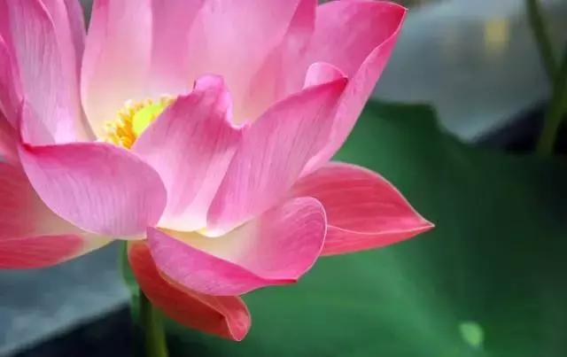 金华十大赏花景点排名,金华荷花景点大全