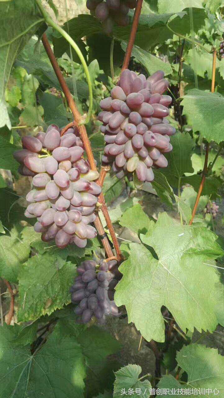 葡萄种植管理技术唐老师,如何管理葡萄才能高产的技术
