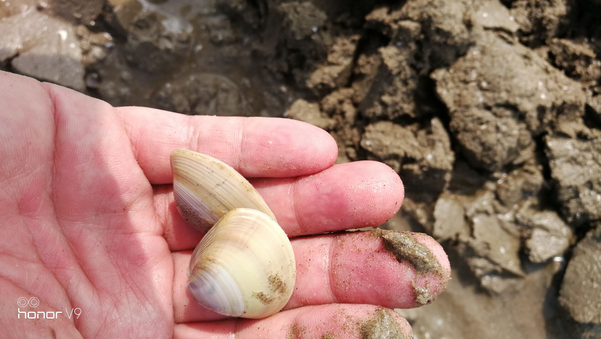 黄蛤怎么捕食,挖青蛤的正确方法视频