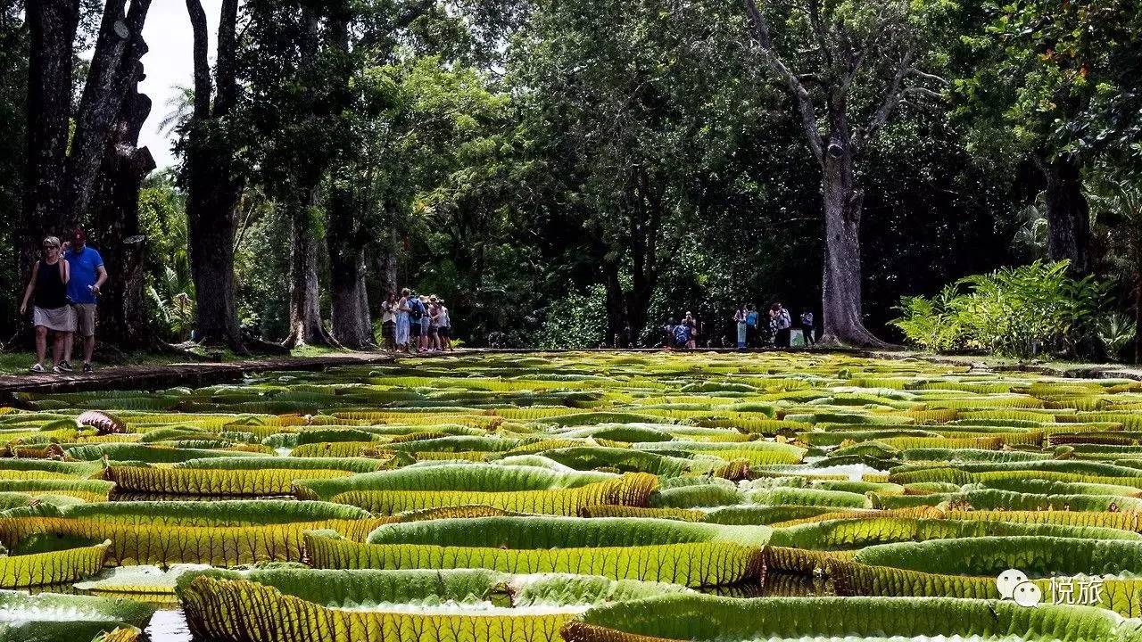 毛里求斯出境旅游攻略,刚去毛里求斯的人可以免签30天吗