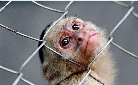 当人工智能机器人融入人类生活中,当机器人拥有感情会变得无比强大