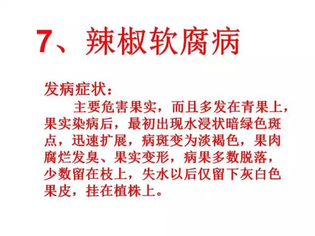 辣椒卷叶病虫害图谱及防治方案,辣椒病虫害大全