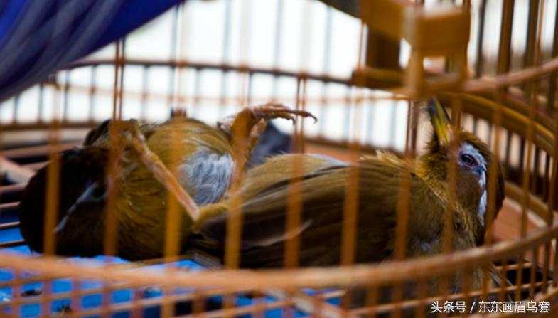 画眉鸟怎样才能大叫,画眉鸟的介绍简短又详细