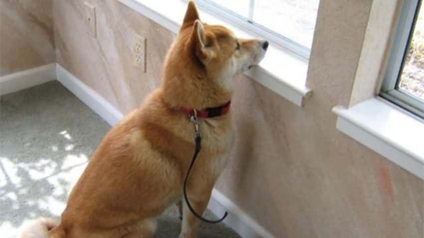 狗狗怕孤独怎么处理,狗狗突然脾气暴躁爱拆家