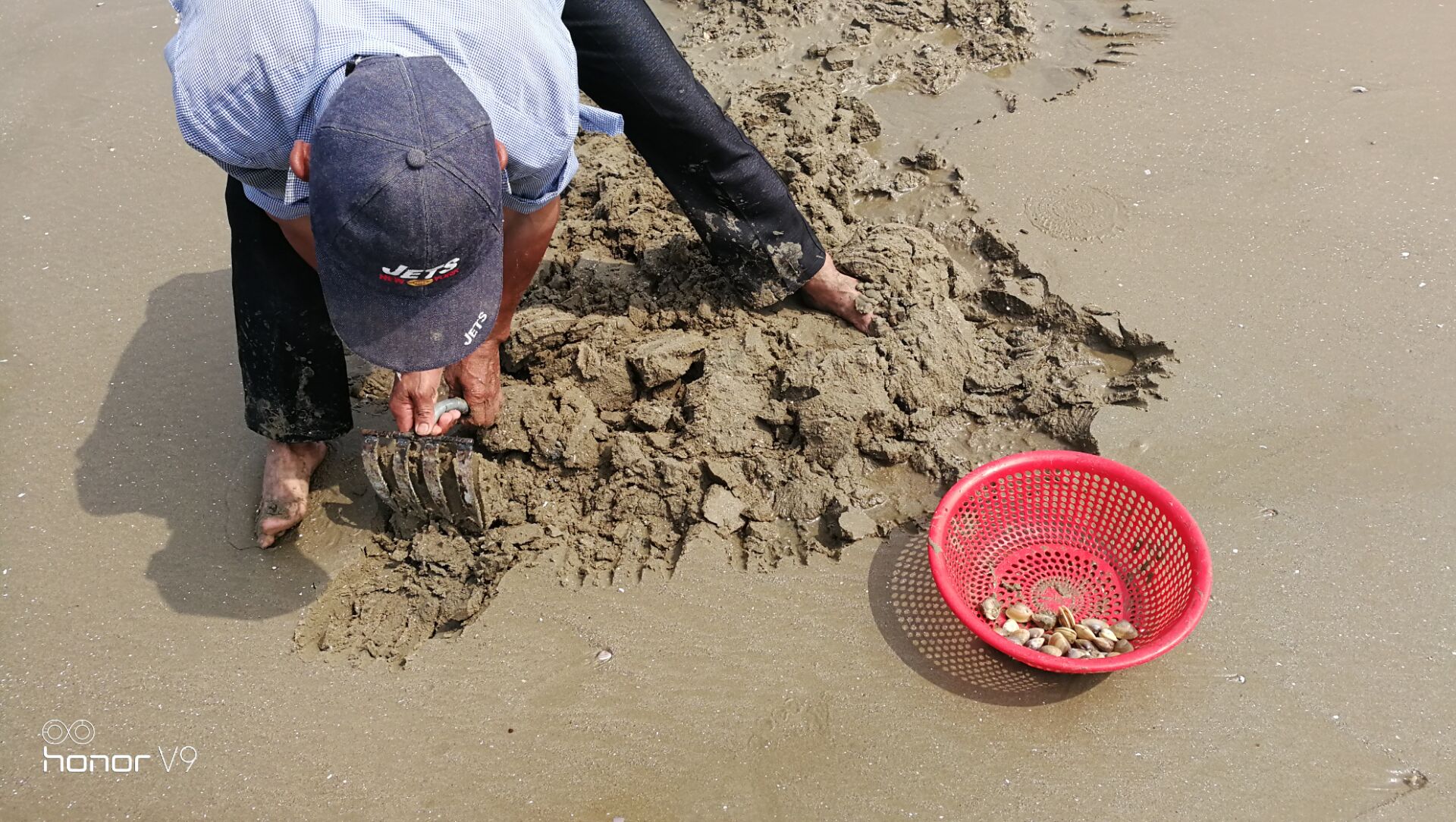 黄蛤怎么捕食,挖青蛤的正确方法视频