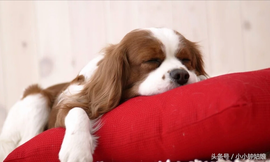 家里狗毛猫毛怎么处理,家里狗毛纷飞该怎么办