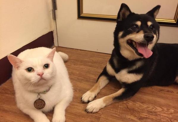 繁殖场救出全身霉菌的猫咪从小泡药浴，意外爱上游泳！