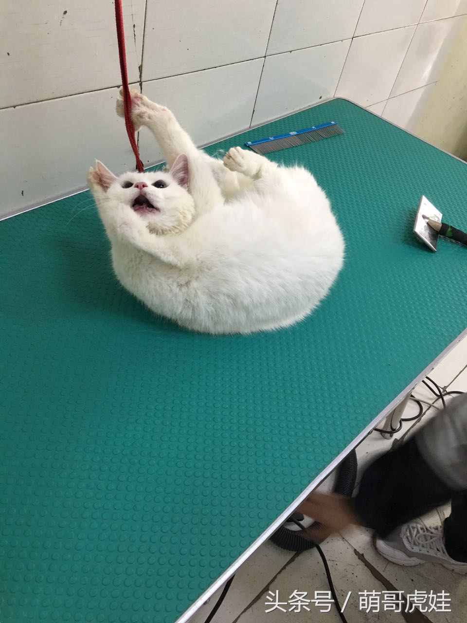 猫咪被剃毛的搞笑样子,被剃毛后的猫咪有多搞笑