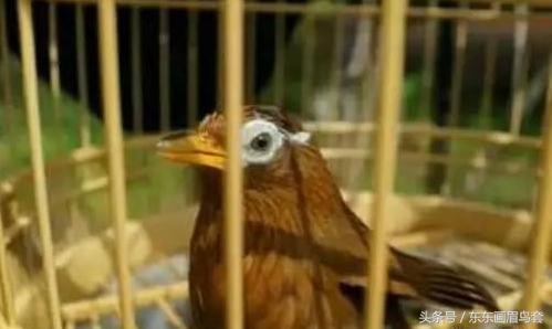 画眉鸟怎样才能大叫,画眉鸟的介绍简短又详细