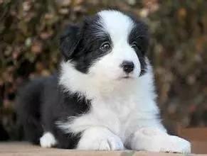 千万不要买市场上的狗,网上买狗买家秀