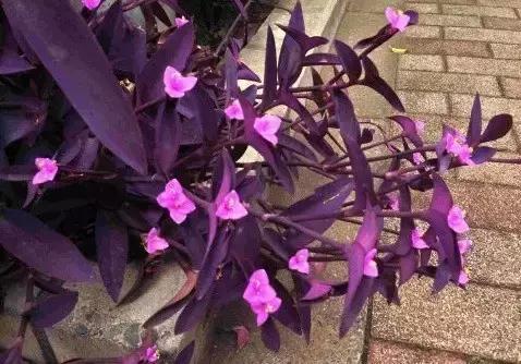 鸭跖草花的图片,紫鸭跖草花图片
