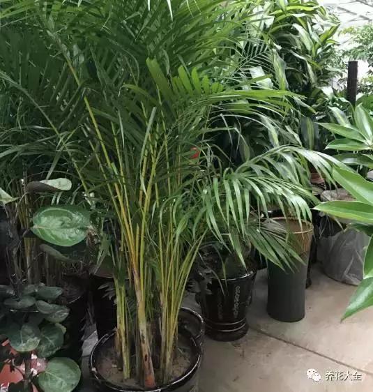 什么花驱虫又香,什么花驱虫又不伤人