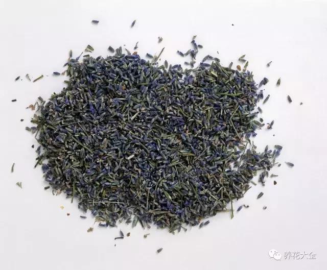 什么花驱虫又香,什么花驱虫又不伤人