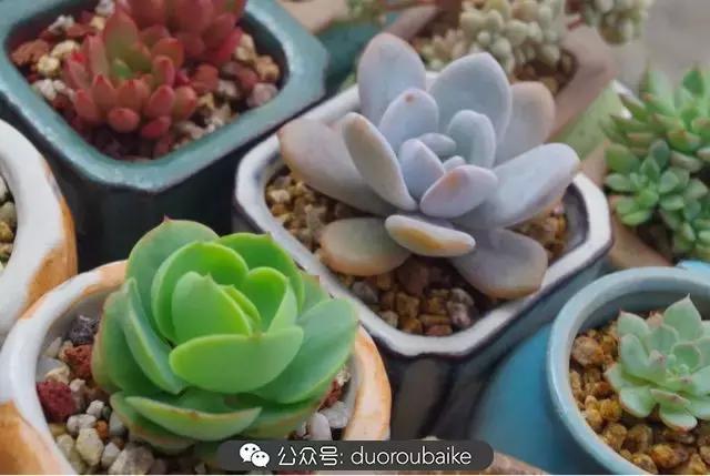 大浙江的多肉也来拉仇恨咯！即使淋雨也不褪色！我有妙招！