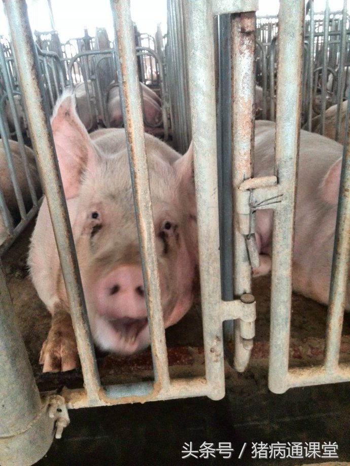 母猪热应激的紧急处理方法有哪些？