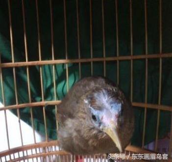 画眉鸟的叫声视频播放,画眉鸟的叫声藏有哪些知识