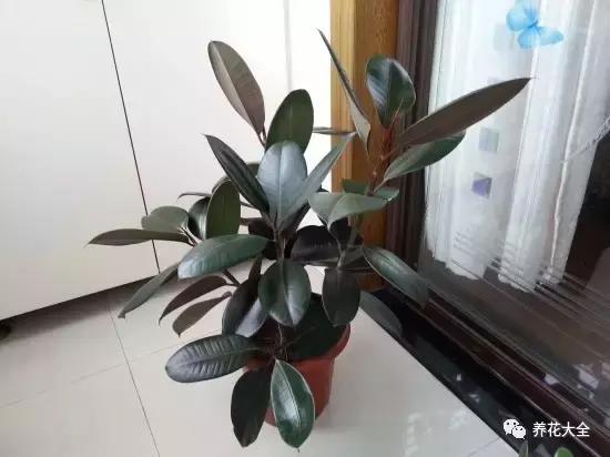 能驱虫的花,什么花养在家里可以净化空气