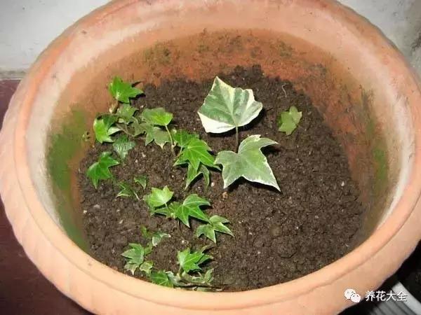 什么花驱虫又香,什么花驱虫又不伤人