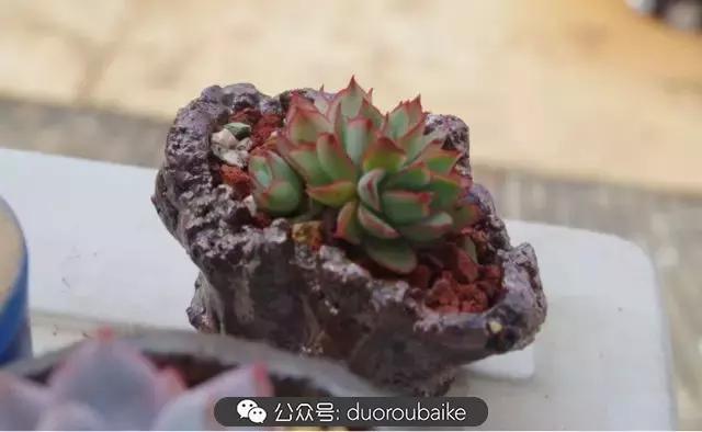 大浙江的多肉也来拉仇恨咯！即使淋雨也不褪色！我有妙招！