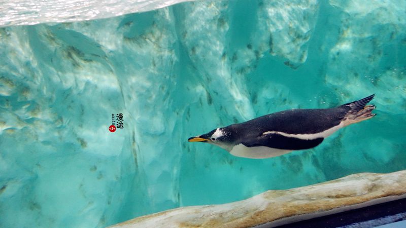 长隆亲子两大两小旅游攻略,珠海长隆横琴湾酒店亲子攻略