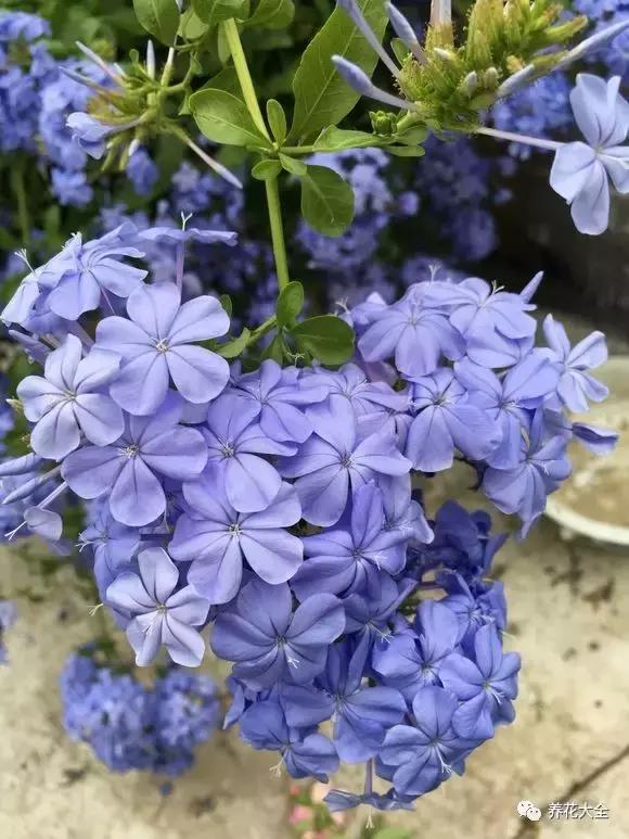 夏季发财树一般多少天浇水一次 (夏季多肉晴天浇水还是雨天浇水)