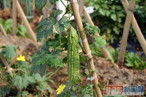 鲅鱼圈小望海生态园,鲅鱼圈望海寨村长