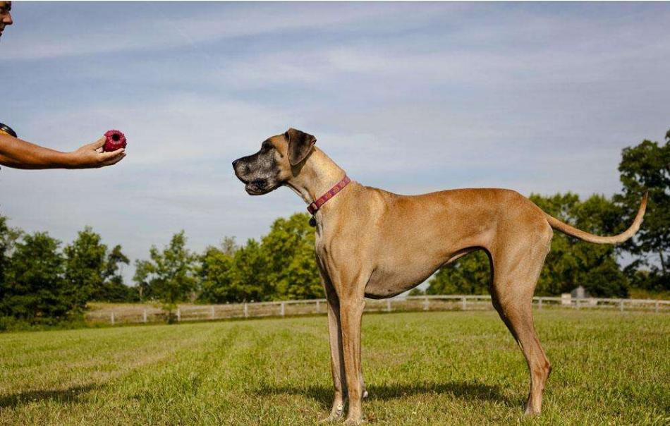 道格队长完整版,训练狗狗的29个基础动作