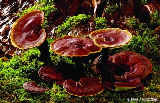 极萃本草机:灵芝的生长周期灵芝并非越老越好