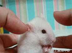 可爱萌哒哒的小仓鼠,萌哒哒的可爱的小仓鼠