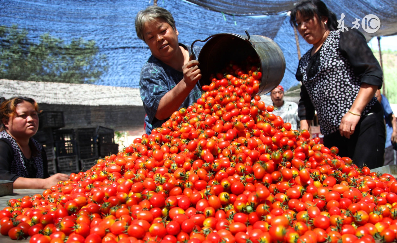 西瓜注水怎么能分辨出来,西瓜注水了的图片