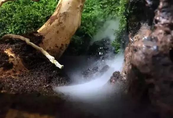 雨林缸生态水景,家居小鱼缸造景