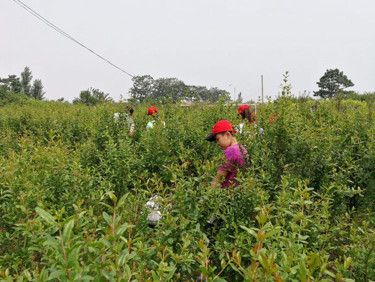 暑假桃源一日游,荥阳高村沐恩生态园