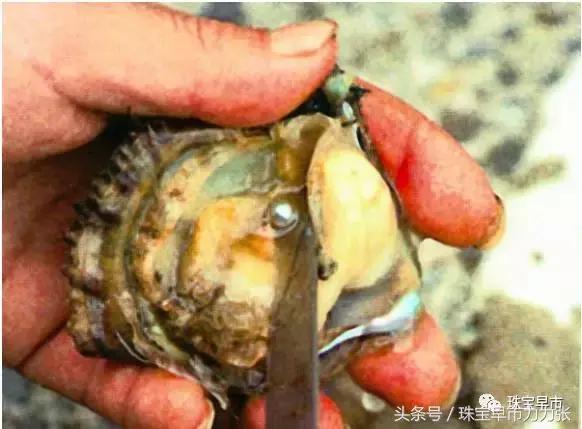 真正的野生珍珠图片,野生珍珠贵吗