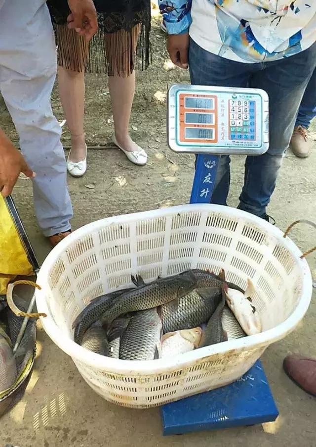 南阳古镇钓鱼比赛冠军,南阳行营钓具