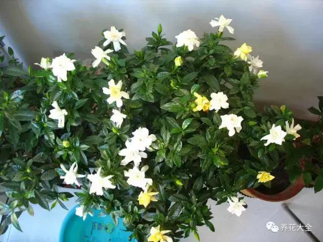 夏季发财树一般多少天浇水一次 (夏季多肉晴天浇水还是雨天浇水)