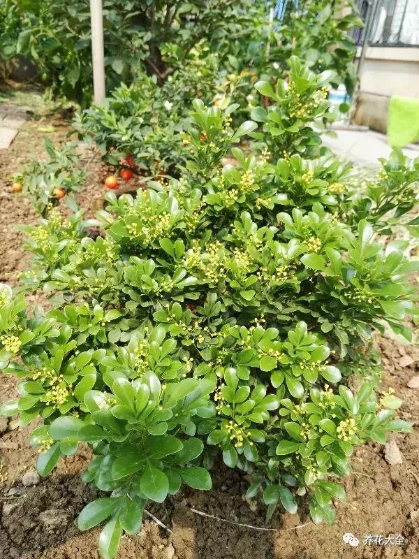 夏季发财树一般多少天浇水一次 (夏季多肉晴天浇水还是雨天浇水)