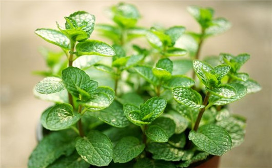 薄荷叶对蚊子有好处吗,干薄荷叶可以驱蚊虫吗