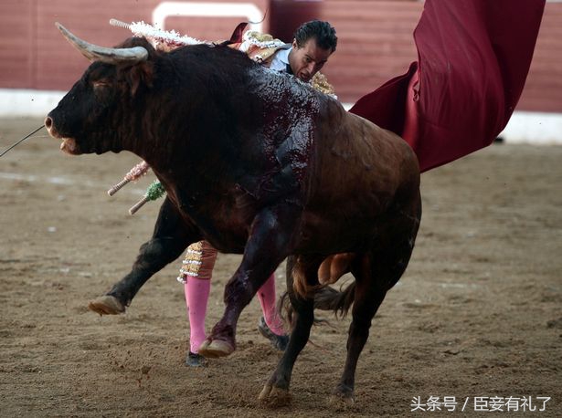 西班牙斗牛公牛表现出色免死,西班牙斗牛士单挑六只牛