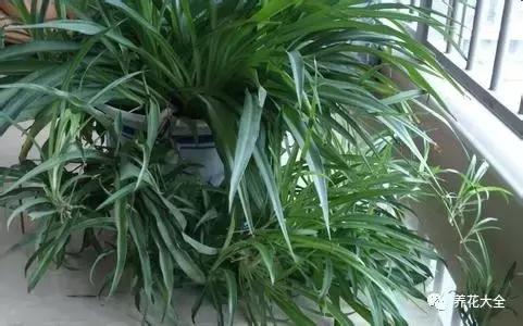 夏季发财树一般多少天浇水一次 (夏季多肉晴天浇水还是雨天浇水)