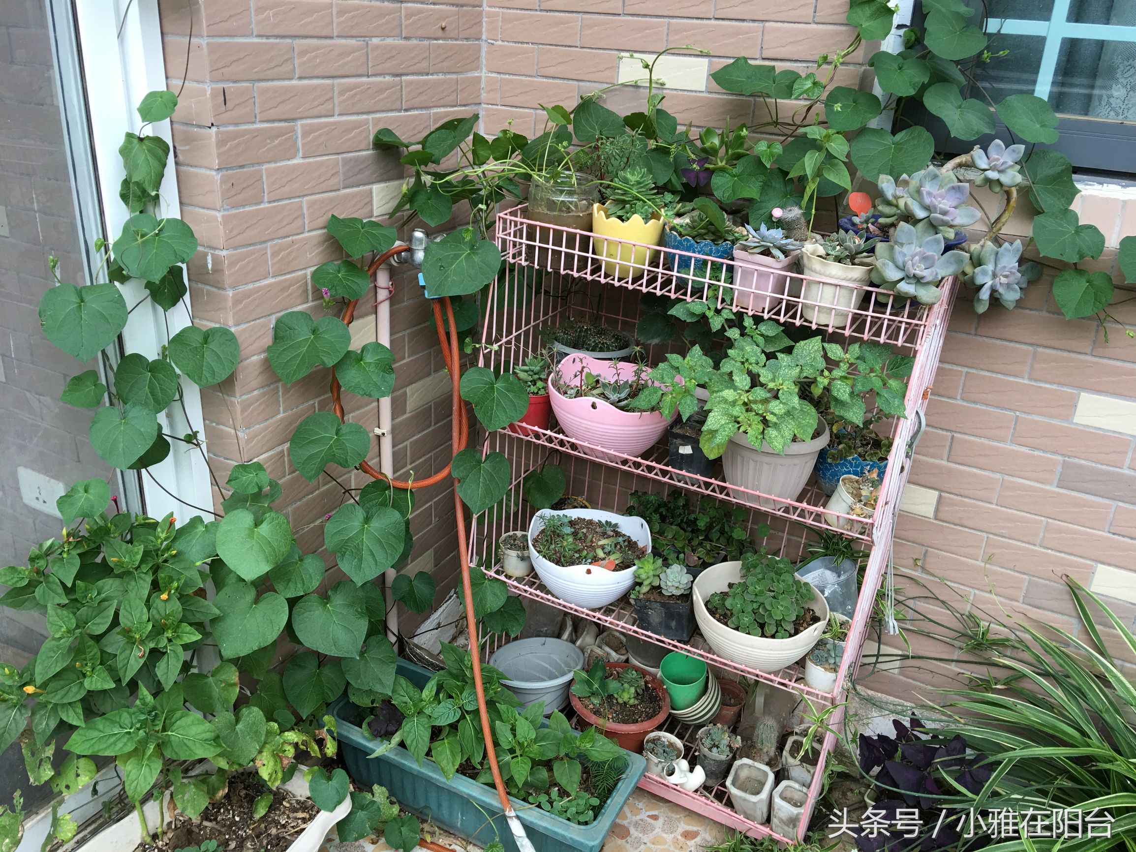 怎么用树叶沤制养花的肥土,一个养花的好方法特别简单