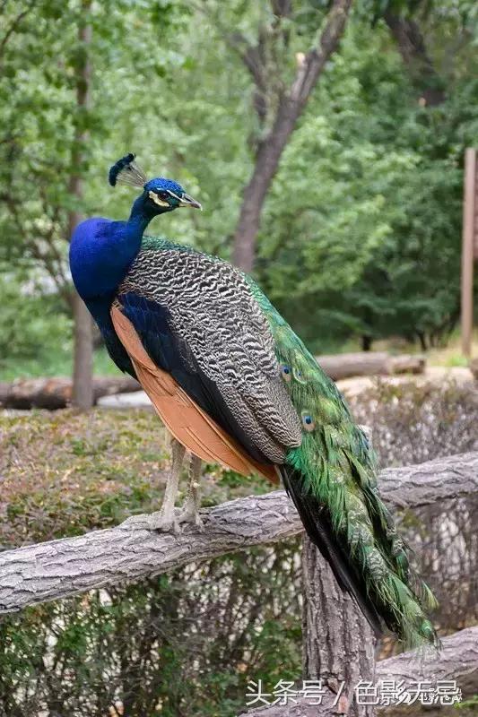 尼康半画幅d7500拍人像,尼康d7500是全画幅吗